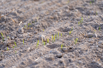 Young plants of winter wheat. Young wheat crop in a field. Field of young wheat, barley, rye. Young green wheat growing in soil.