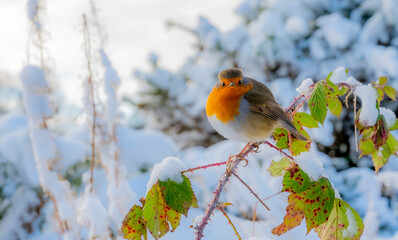 Robin in the snow..Pics by Alan Peebles..