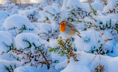 Robin in the snow..Pics by Alan Peebles..