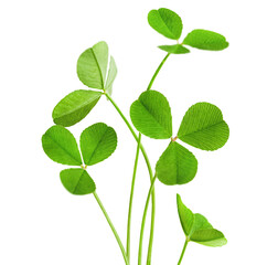 three-leaf clover bush on a white isolated background
