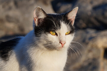 portrait of a black and white cat in sunlight