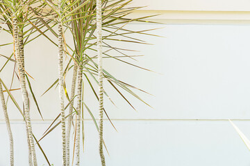 Obraz premium bamboo leaves on the wall background