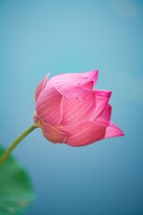 pink lotus on a blue background