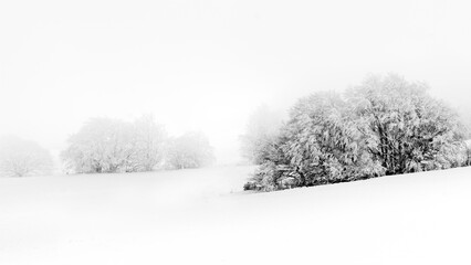 Arbre neige froid