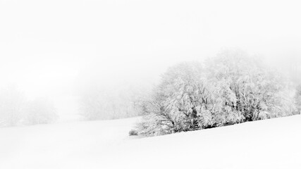 Fototapeta na wymiar Arbre neige froid