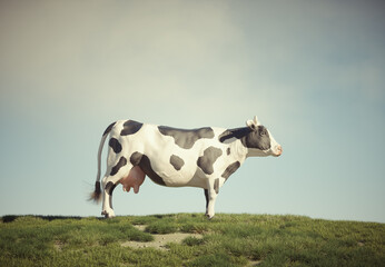 Cow in the field.