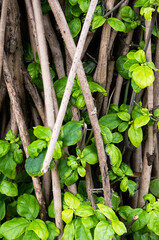 Abstract natural background.