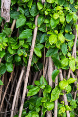 Abstract natural background.