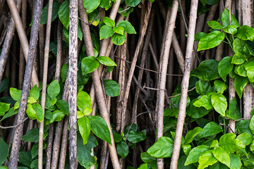 Abstract natural background.