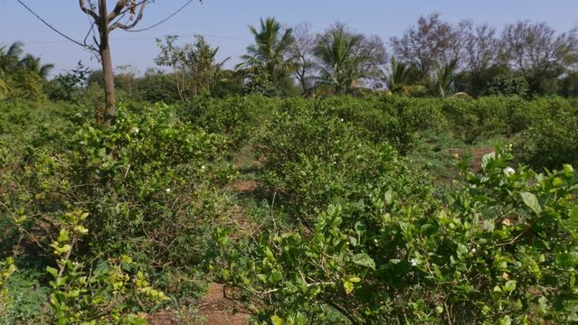 Panoramic view fields with a jasmine flower plantation in the background