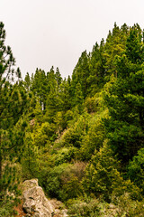 Árboles en el monte, isla de Tenerife.