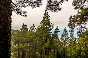Árboles en el monte, isla de Tenerife.