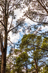 Árboles en el monte, isla de Tenerife.