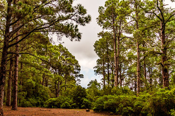 Árboles en el monte, isla de Tenerife.