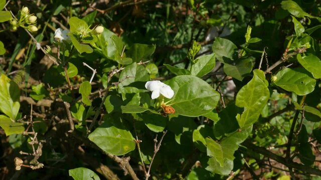 Unseasonal jasmine flower with buds in closeup on a plant