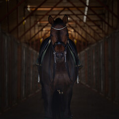 A bay horse in a dark wooden stable. Front view.