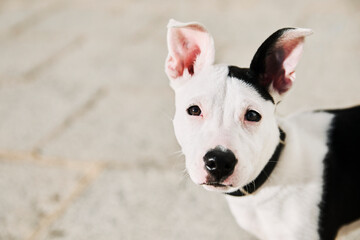 5 months old puppy dog black and white looking at camera in the street