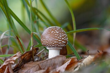 Mushroom with brown hat and white spots. Detail of a Panther cap mushroom (Amanita Pantherina).