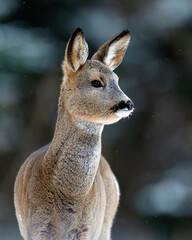 Roe deer portrait in winter forest