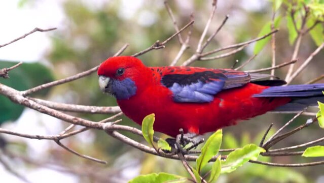 a close up side view of a crimson rosella perching on a branch at o'reillys rainforest retreat in lamington national park of sth qld, australia