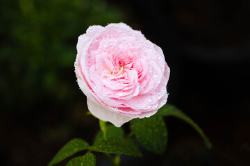 Beautiful one pink rose flower plant in the garden. Mon Coeur rose with dew drops.