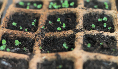 Sprouting flower seeds and upcoming small new green plants growing and developing 