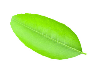 Obraz premium Fresh lime leaves on branch isolated over transparent png