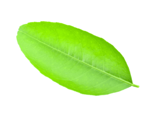 Fresh lime leaves on branch isolated over transparent png