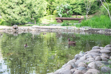 Fototapeta na wymiar mother duck swims in the pond in the park with little ducklings, selective focus