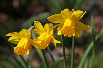 Gelbe Narzissen, Narzissenblüte (Narcissus Pseudonarcissus), Deutschland