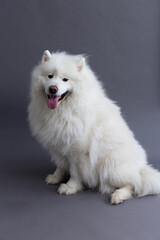 Selective focus vertical portrait of stunning Samoyed dog sitting on grey seamless background with mouth open