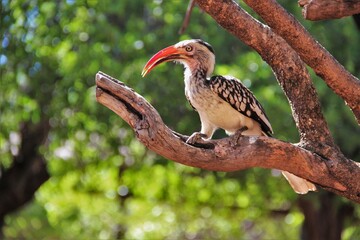 Hornbill on a branch in South Africa