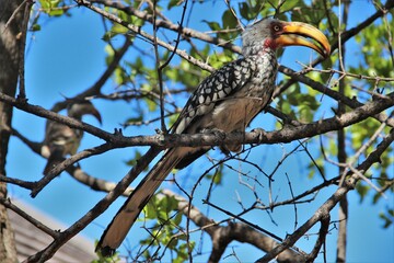 Hornbills sit in a tree in South Africa © Emily