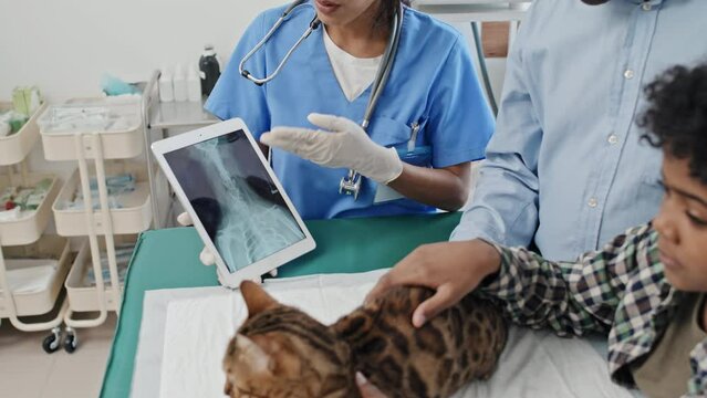 Veterinarian holding tablet pc with x-ray image of cat and talking to owner about treatment during consultation in vet clinic