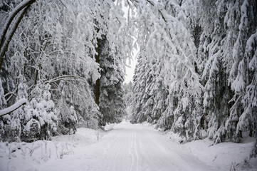 A straight road leading into a large pine forest with cross country ski tracks