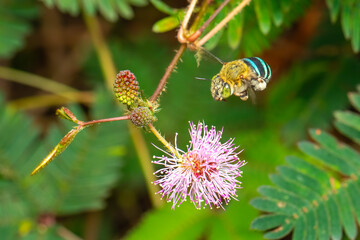 Image of blue banded bee on purple flowers. Insect. Animal.