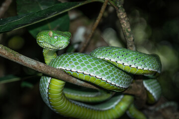 A venomous Vogeli green pit viper lies on a tree branch over the river in Khao Yai National Park, Thailand. Wild nature photography.