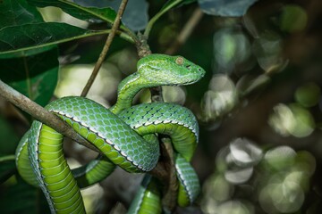 A venomous Vogeli green pit viper lies on a tree branch over the river in Khao Yai National Park, Thailand. Wild nature photography.