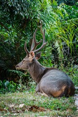 Close up portrait of a male sambar deer at Khao Yai national park, Thailand. Sambar is a large deer living in the Indian Subcontinent, southern China and Southern Asia.