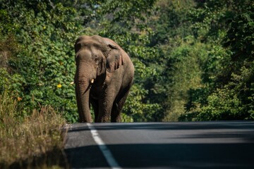 Wild elephant walking on a road in Khao Yai National Park, Thailand. Wild nature photography.