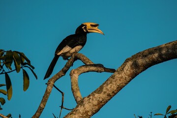 Oriental pied Hornbill sitting on a tree at sunset in Khao Yai National park, Thailand