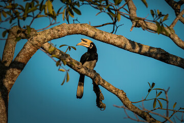 Oriental pied Hornbill sitting on a tree at sunset in Khao Yai National park, Thailand