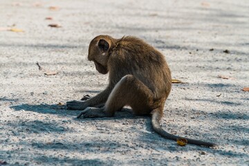 Close up portrait of an adult Long-Tailed monkey or The crab-eating macaque . Thailand.