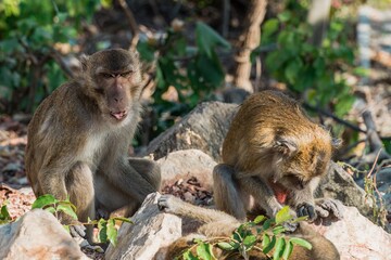 Two adult Long-Tailed macaque monkeys inspecting for bugs. Finding a tick and grooming. Thailand.