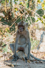 Close up portrait of an adult Long-Tailed monkey or The crab-eating macaque . Thailand.