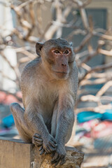 Close up portrait of an adult Long-Tailed monkey or The crab-eating macaque . Thailand.