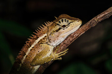 Closeup shot of the lizard at night at Khao Yai national park, Thailand. Wild nature photography.