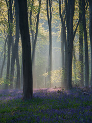 Magical Bluebell Woods