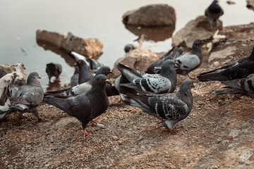 Obraz premium Pigeons