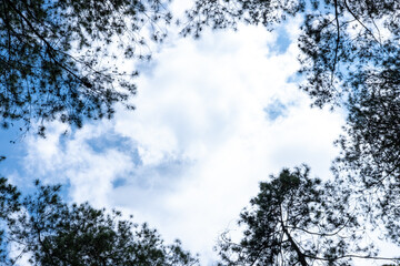 The clear blue sky and white clouds surrounded by trees.